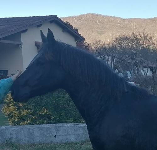 Colt Mérens For sale 2024 Black