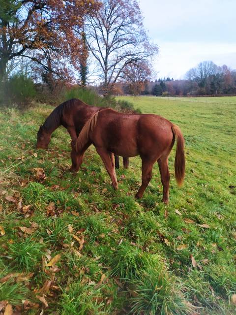 Filly Anglo-Arabian For sale 2023 Chesnut