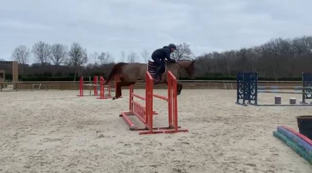 Broodmare Selle Français For sale 2014 Liver chestnut
