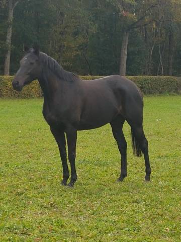 Mare AQPS For sale 2017 Dark Bay