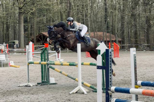 Gelding sBs Belgian Warmblood For sale 2014 Other color