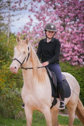 Gelding PRE Pure Spanish Bred For sale 2022 Cream