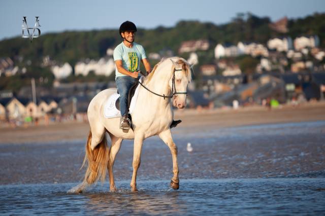 Gelding PRE Pure Spanish Bred For sale 2022 Cream