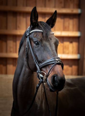 Gelding KWPN Dutch Warmblood For sale 2010 Bay
