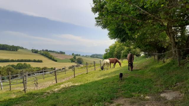 Equestrian farm  Rhône
