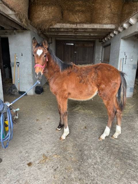 Gelding Selle Français For sale 2024 Bay