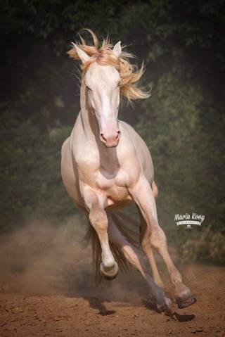 Neron - Lusitano 2018 by Ourem
