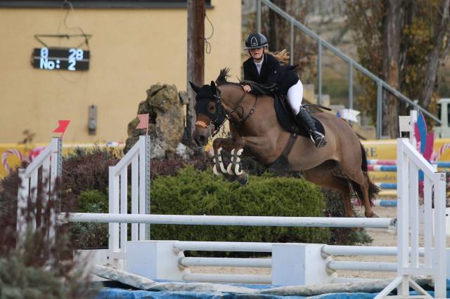 Mare French Saddle Pony For sale 2016 Liver chestnut