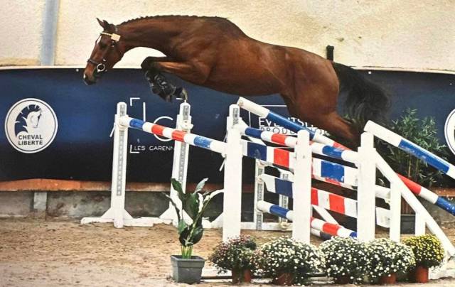 LINDOS ESSEF - Thoroughbred 2021