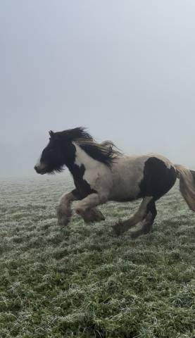 SILKY LEGEND VD GTH - Irish Cob 2017