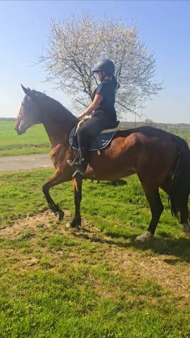 Mare French Trotter For sale 2021 Bay