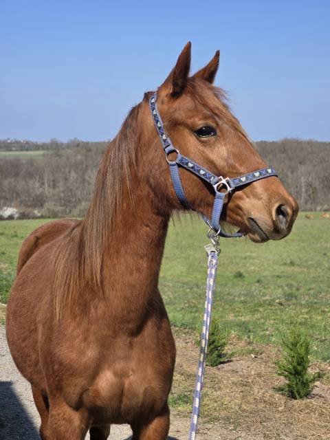 Mare French Trotter For sale 2023 Chesnut