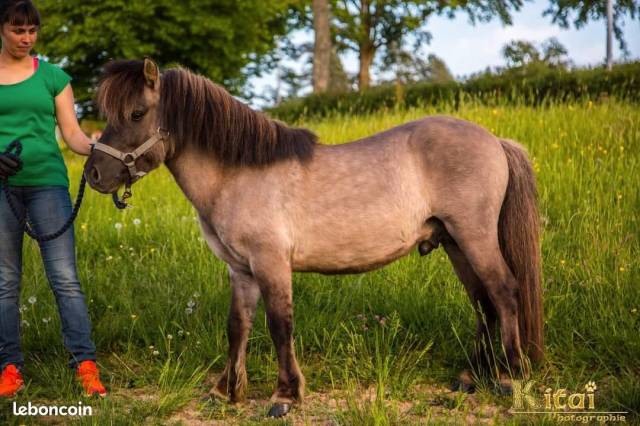 Stallion Shetland Pony For sale 2015 Dun