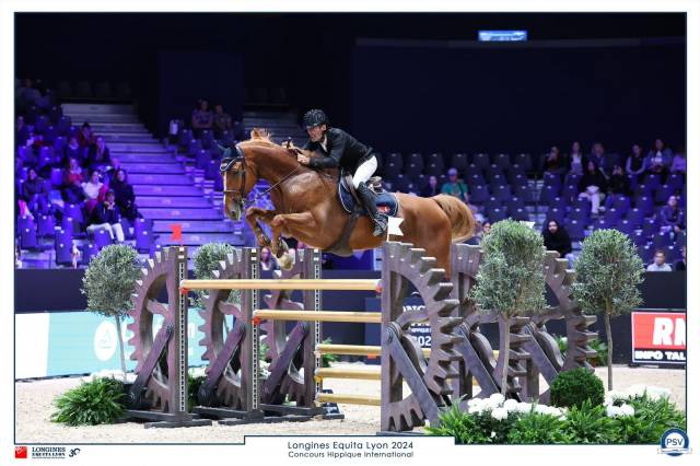 Gelding Selle Français For sale 2015 Chesnut