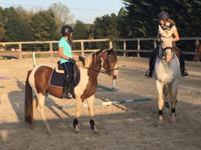 Mare BWP Belgian Warmblood For sale 2017 Coloured
