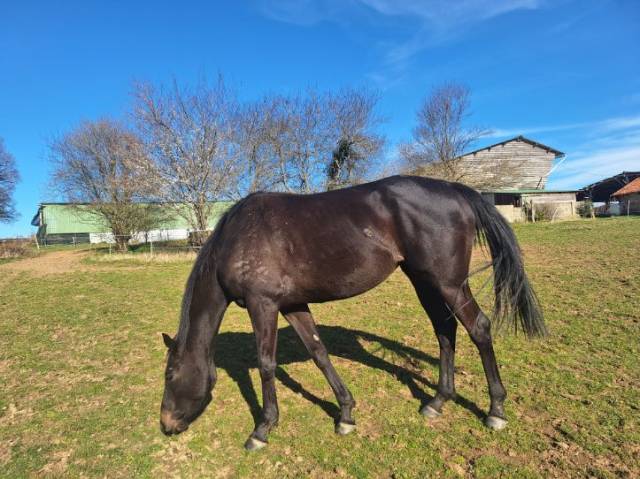 Mare English Thoroughbred For sale 2021 Dark Bay