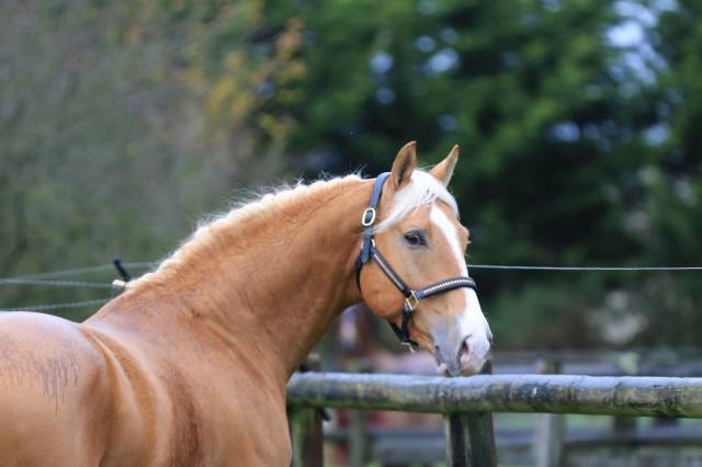 Karat-J  - Wielkopolski  2019 by Arktos