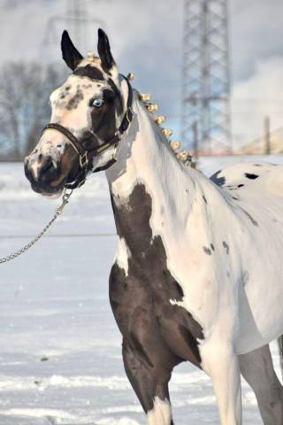 Mare Paint For sale 2021 Paint