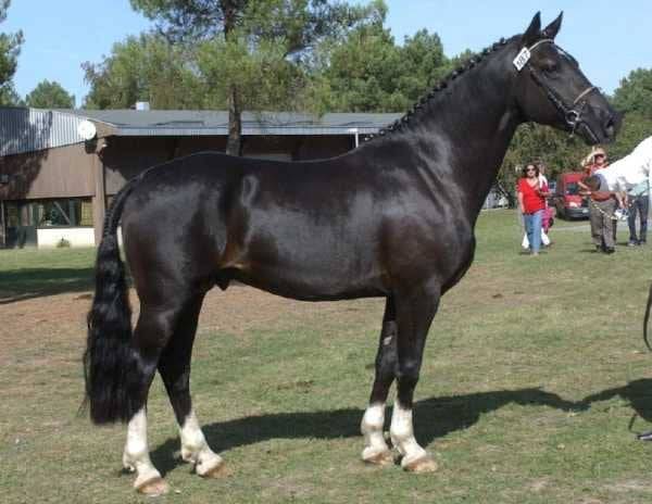 MILORD DES CHOUANS - Welsh Pony (Section D), Welsh Cob 2000 by RHON LYNDON