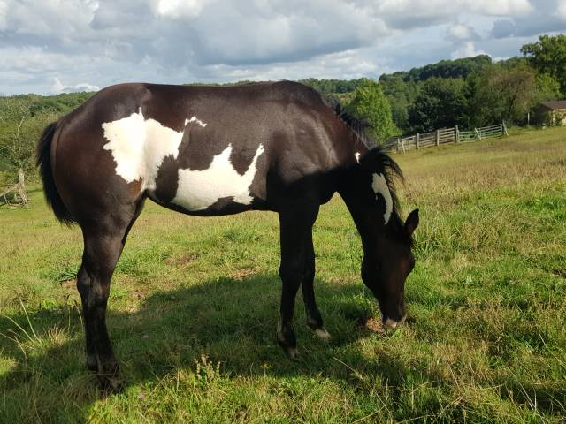 Mare Paint For sale 2020 Bay