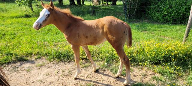 Filly Paint For sale 2023 Chesnut