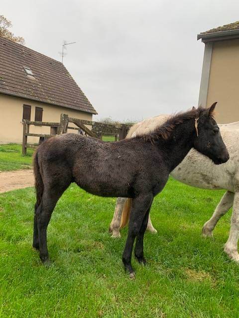 Colt Connemara For sale 2024 Grey