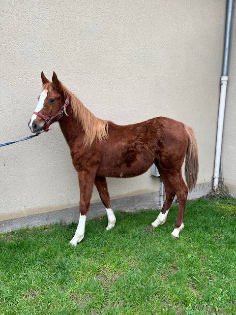 Gelding Selle Français For sale 2023 Chesnut