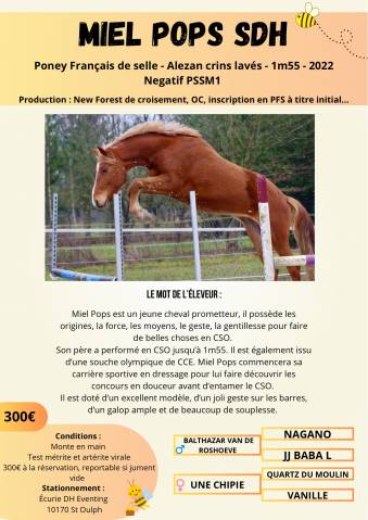 Miel Pops SDH - French Saddle Pony 2022 by Balthazar van de roshoeve