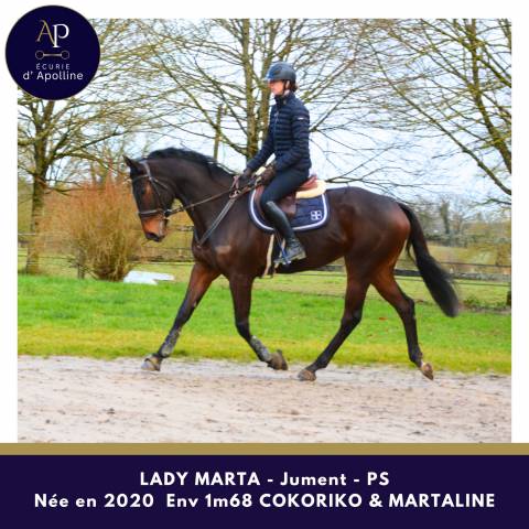 Mare Thoroughbred For sale 2020 Bay