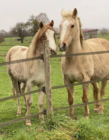 Colt French Saddle Pony For sale 2023 Coloured