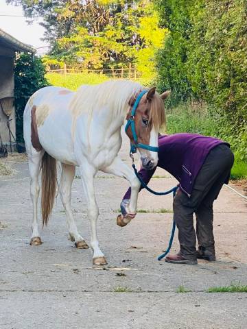 Gelding French Saddle Pony For sale 2023 Coloured