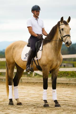 Gelding KWPN Dutch Warmblood For sale 2020 Buckskin