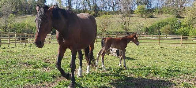 Broodmare Selle Français For sale 2009 Dark Bay