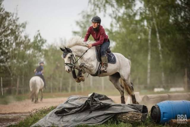 Gelding sBs Belgian Warmblood For sale 2015 Grey