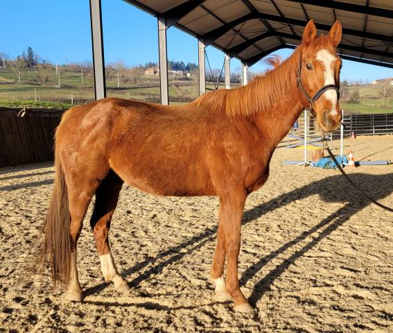 Gelding AQPS For sale 2016 Chesnut