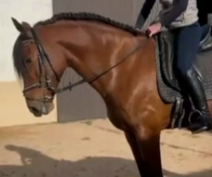 Gelding PRE Pure Spanish Bred For sale 2019 Bay