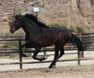Entire PRE Pure Spanish Bred For sale 2019 Bay