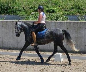 Mare CDE Caballo Deporte Espanol For sale 2019 Grey