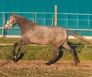 Mare Lusitano For sale 2021 Grey