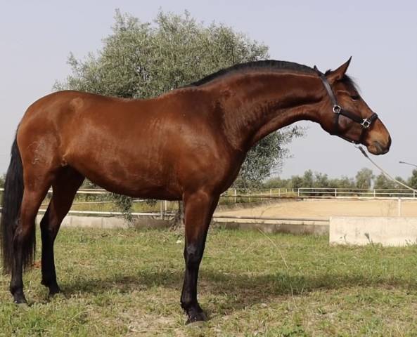 Mare PRE Pure Spanish Bred For sale 2021 Bay