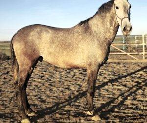 Gelding No Origin Recorded For sale 2020 Grey