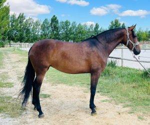 Mare PRE Pure Spanish Bred For sale 2020 Bay