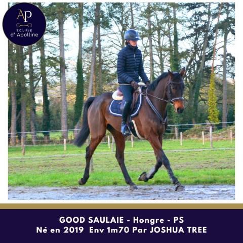 Gelding Thoroughbred For sale 2019 Bay