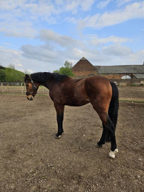 Gelding AES Anglo European Studbook For sale 2022 Bay