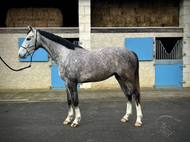 Gelding Selle Français For sale 2021 Grey