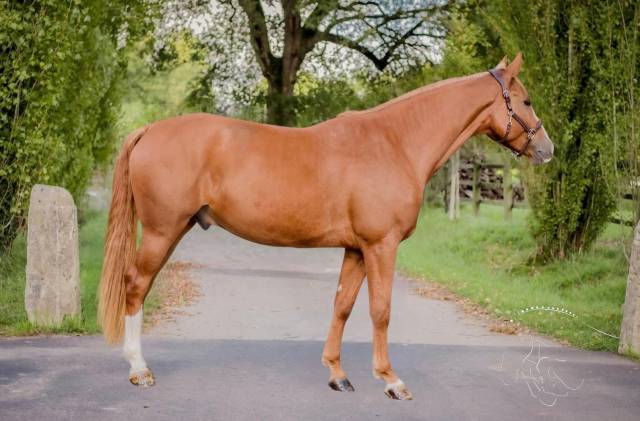 Gelding Selle Français For sale 2020 Chesnut