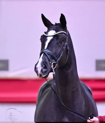 Gelding KWPN Dutch Warmblood For sale 2021 Black