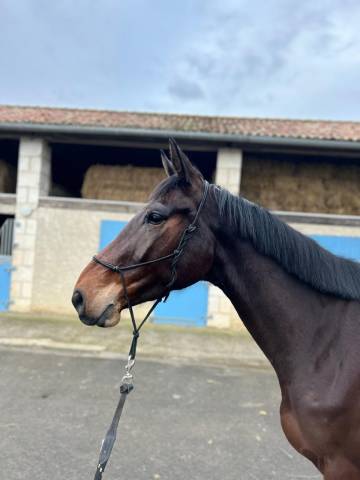 Mare Selle Français For sale 2021 Bay