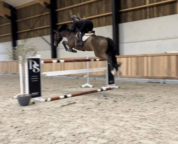 Gelding sBs Belgian Warmblood For sale 2019 Bay