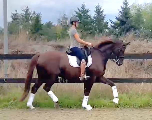 Gelding Other Horse Breed For sale 2010 Liver chestnut